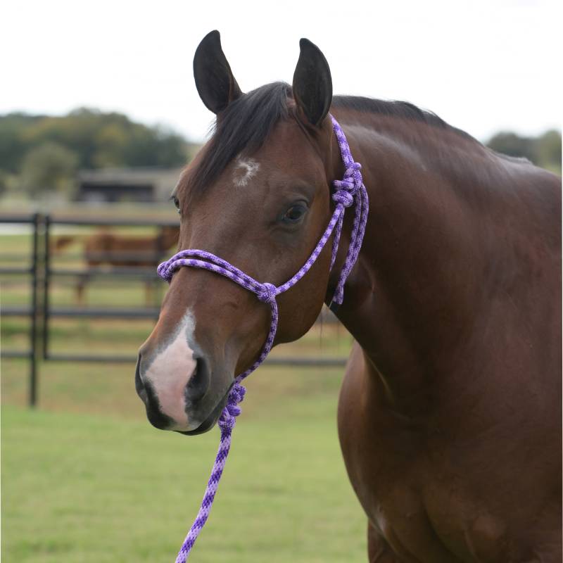 Professional's Choice Equisential Rope Halter with 8' Lead EQHR