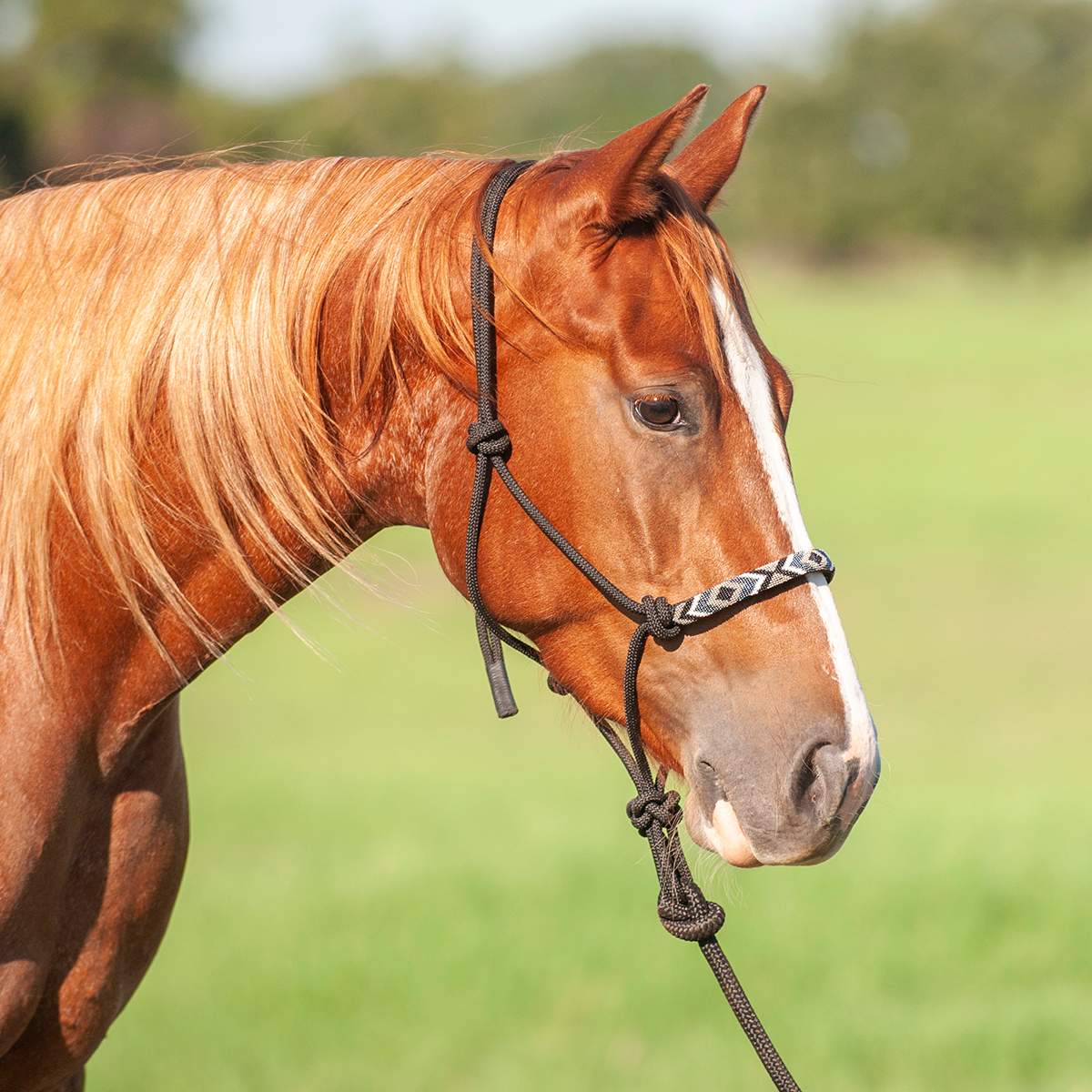 Rope Halter w Beaded Noseband.