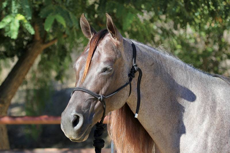 Professional's Choice Rope Halter with Lead HR