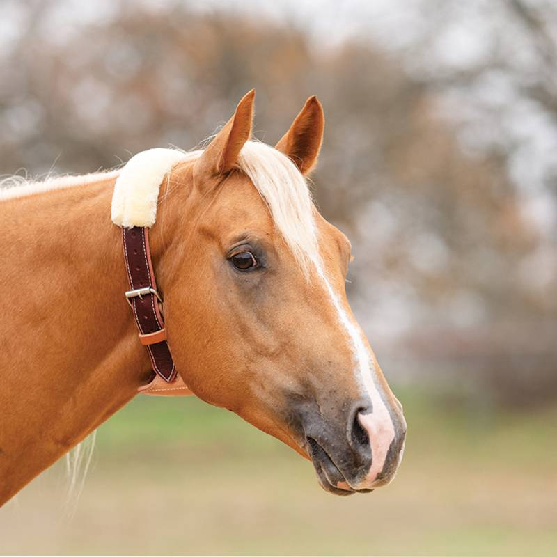 Professional's Choice The Dare Cribbing Control Collar RD1240