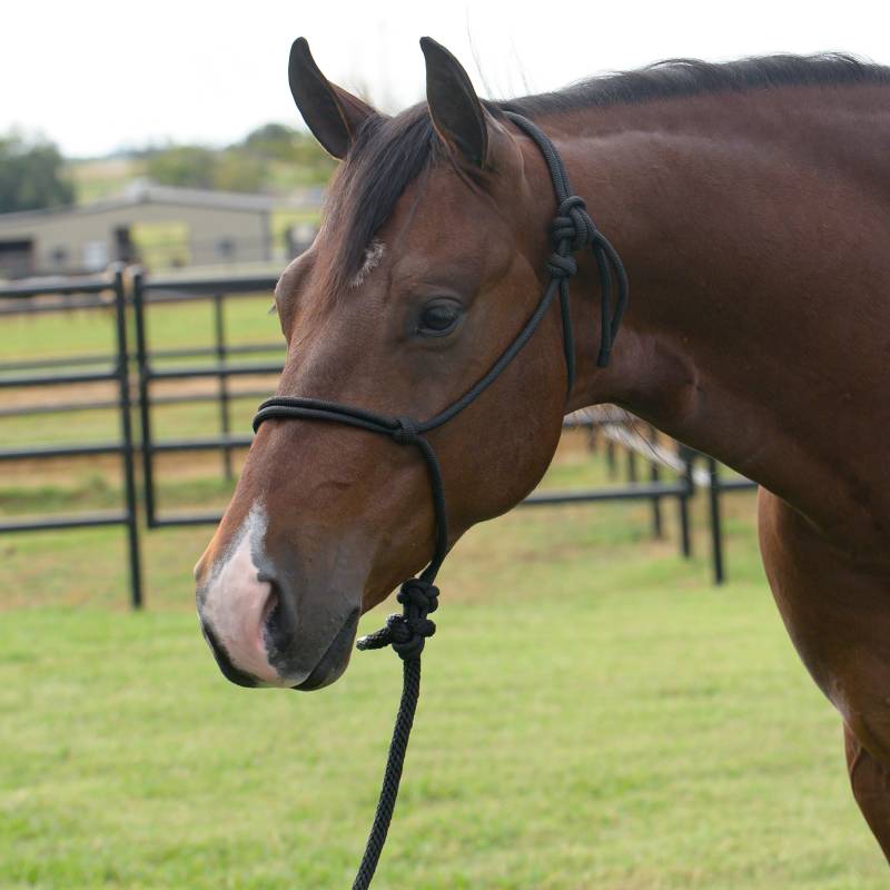 Professional's Choice Equisential Rope Halter with 8' Lead EQHR
