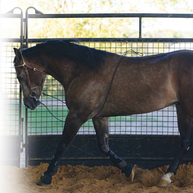 Professional's Choice Lunging Buddy LB