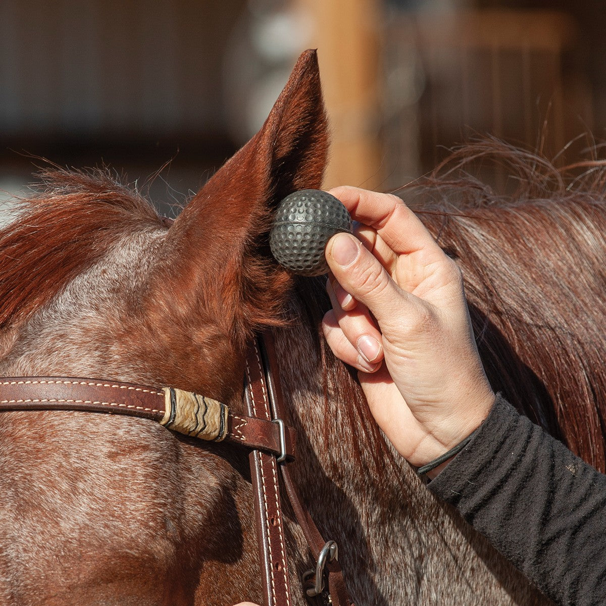 Classic Equine Horse Ear Plugs CEEP