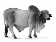 BREYER BRAHMAN BULL 88579.