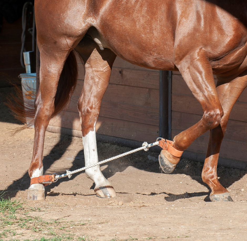 Classic Equine Sideline Hobbles SIDELINEHOB
