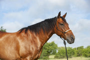 Classic Equine Braided Rawhide Rope Halter HALTERRN