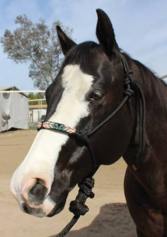 Professional's Choice Beaded Rope Halter HRB