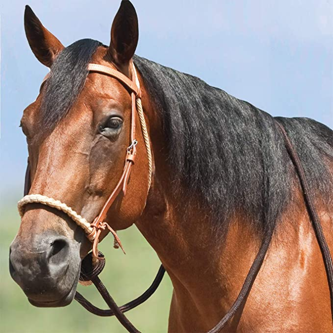 MUSTANG BREAKING HACKAMORE 8167.