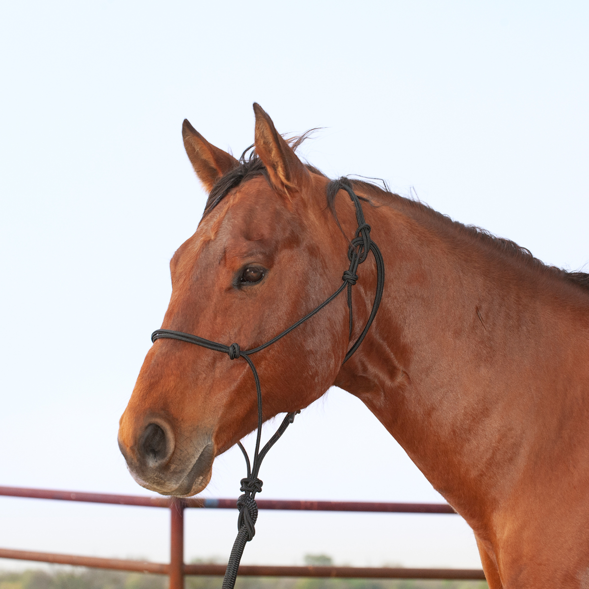 Classic Equine Adjustable Rope Halter with Lead